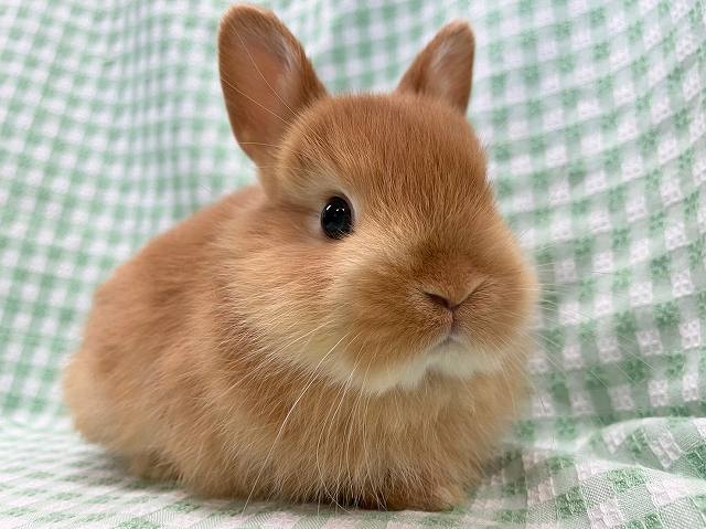 うさぎ | 埼玉東京のうさぎ専門店ラビファー埼玉東京のうさぎ専門店