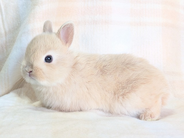 うさうさ 寄り添うおちり🍑 #ネザーランド #多頭飼い #うさぎとの暮らし