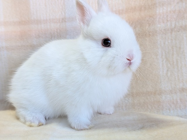 東京、埼玉のうさぎ専門店ラビファー埼玉東京のうさぎ専門店ラビファー