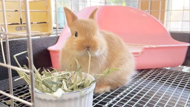 東京、埼玉のうさぎ専門店ラビファー埼玉東京のうさぎ専門店