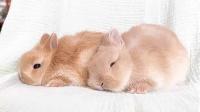 うさぎさん専用 うさぎさんピック【ハメパチ入り】