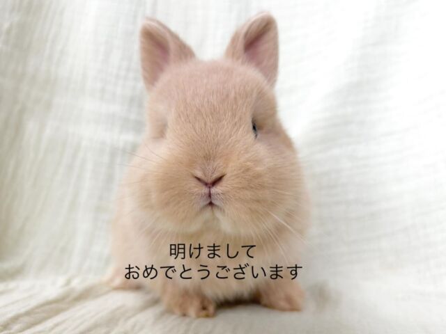 東京、埼玉のうさぎ専門店ラビファー埼玉東京のうさぎ専門店ラビファー