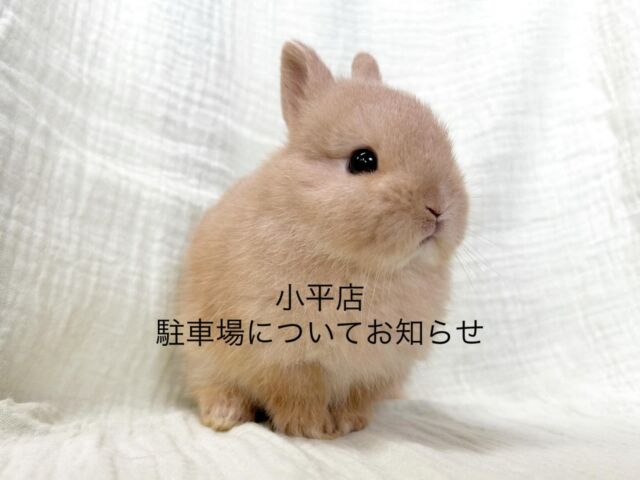 東京、埼玉のうさぎ専門店ラビファー埼玉東京のうさぎ専門店ラビファー