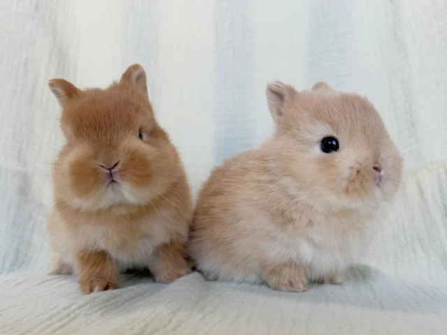 東京、埼玉のうさぎ専門店ラビファー埼玉東京のうさぎ専門店ラビファー