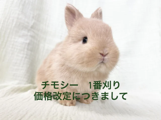 東京、埼玉のうさぎ専門店ラビファー埼玉東京のうさぎ専門店ラビファー